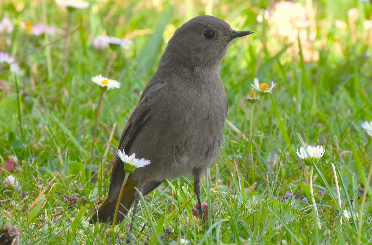 Buztangorri iluna (gibraltariensis/aterrimus) - ML619811064