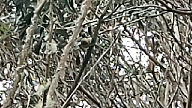 Hawaii-Sichelkleidervogel - ML619811067