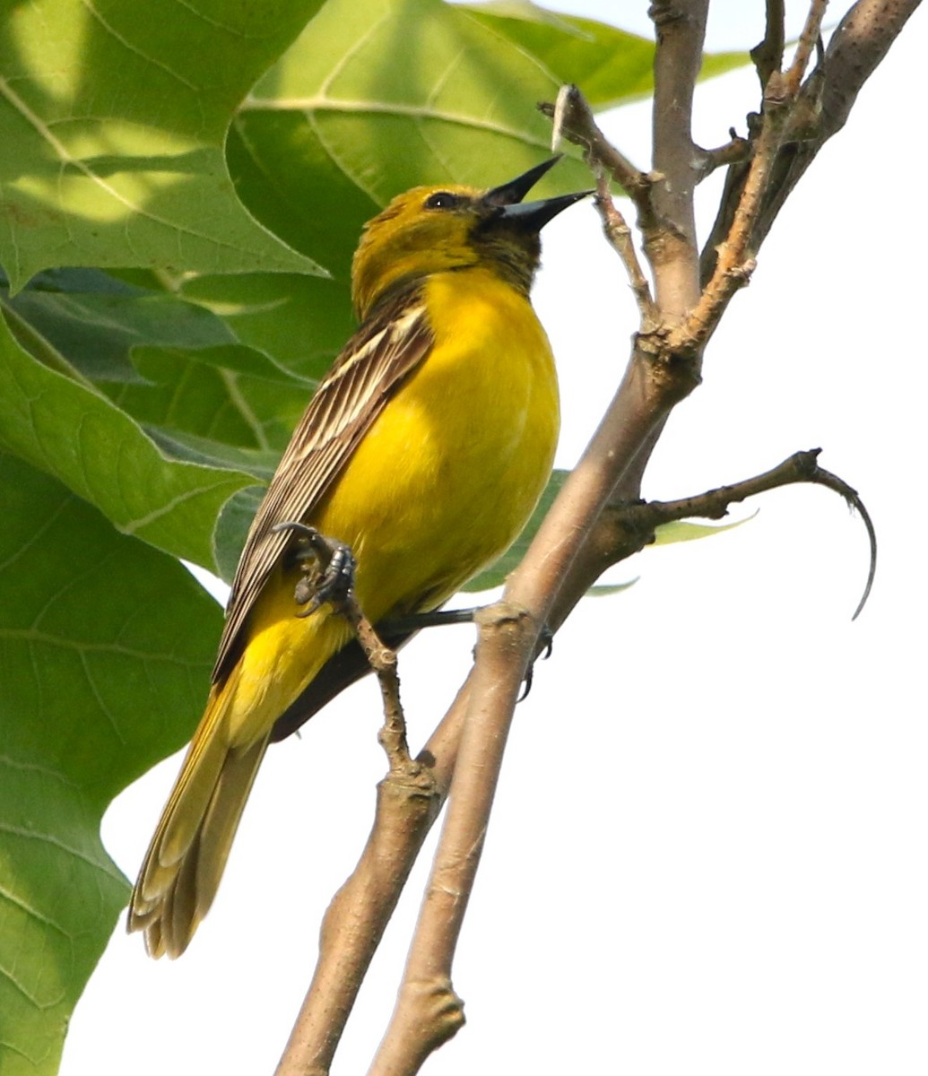 Orchard Oriole - ML619811071