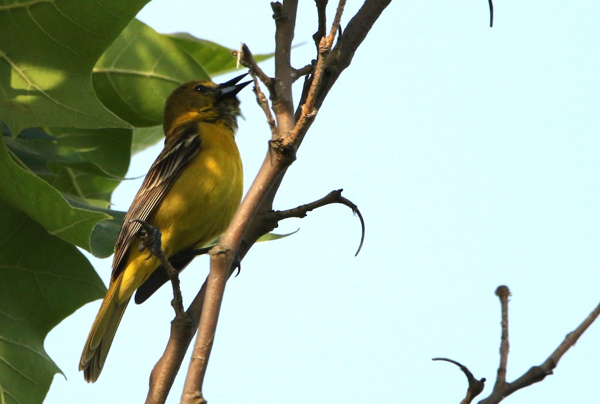 Orchard Oriole - ML619811072
