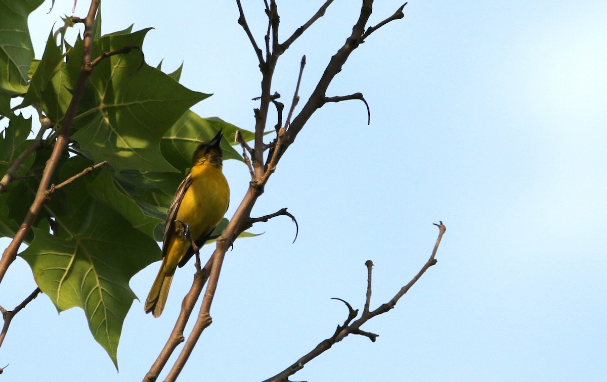 Orchard Oriole - ML619811073