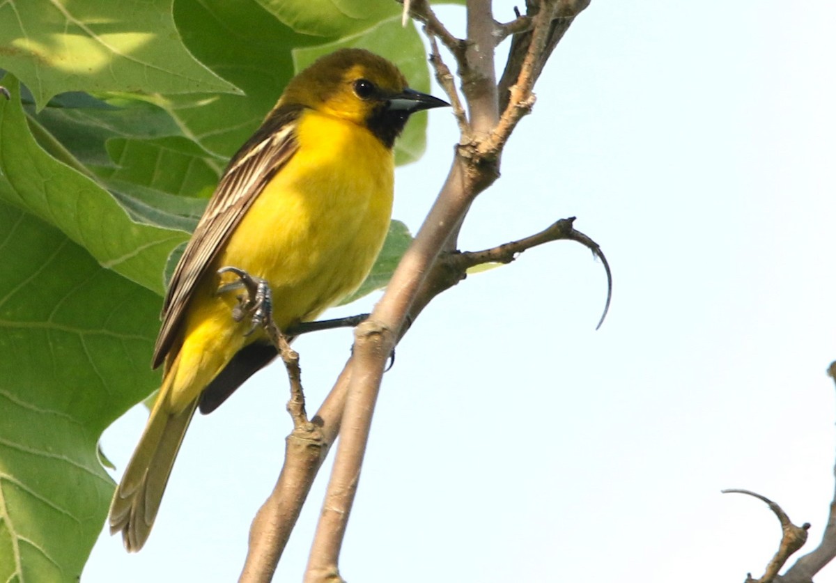 Orchard Oriole - ML619811074