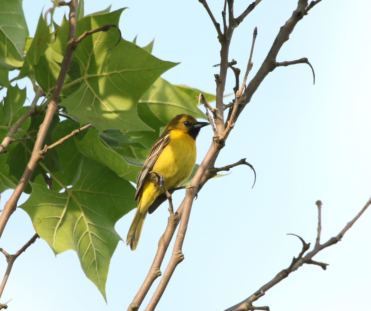 Orchard Oriole - ML619811075