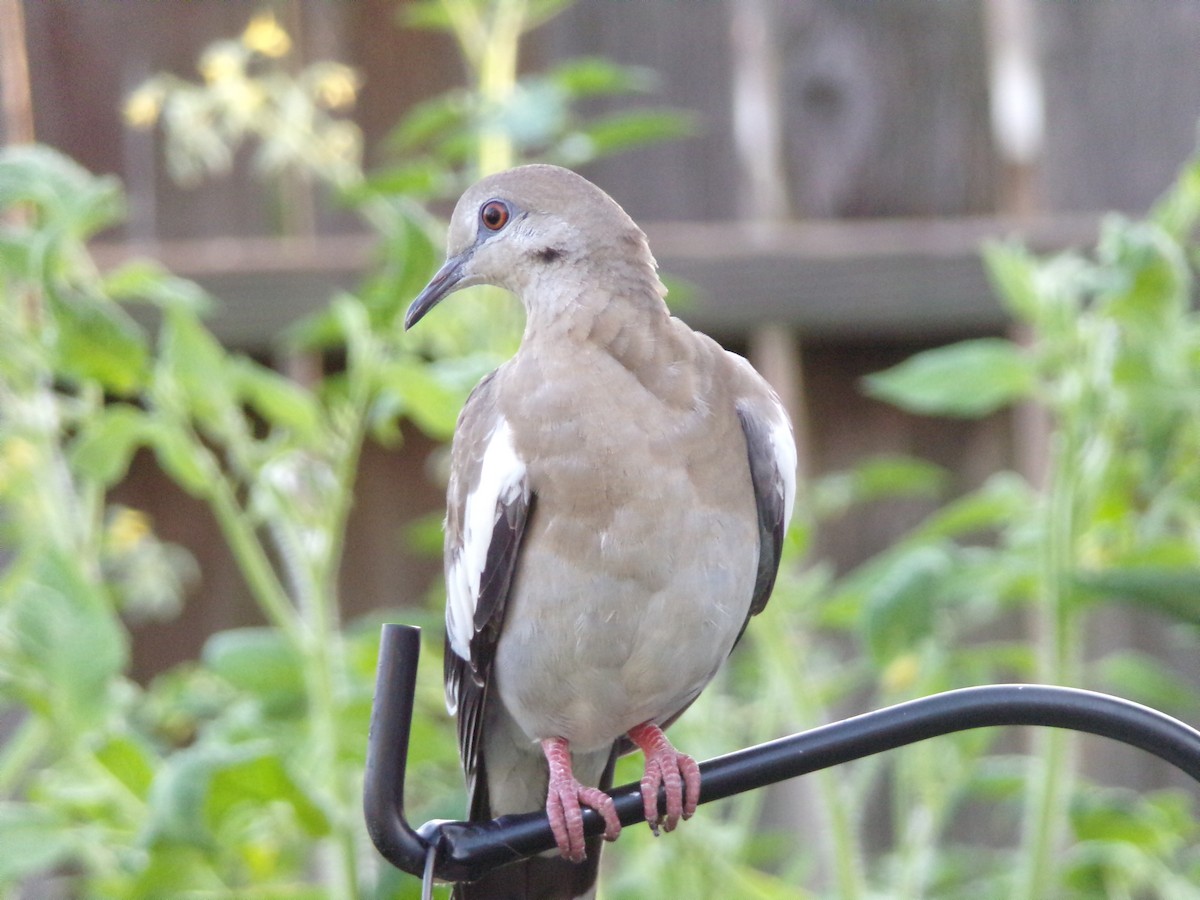 White-winged Dove - ML619811084