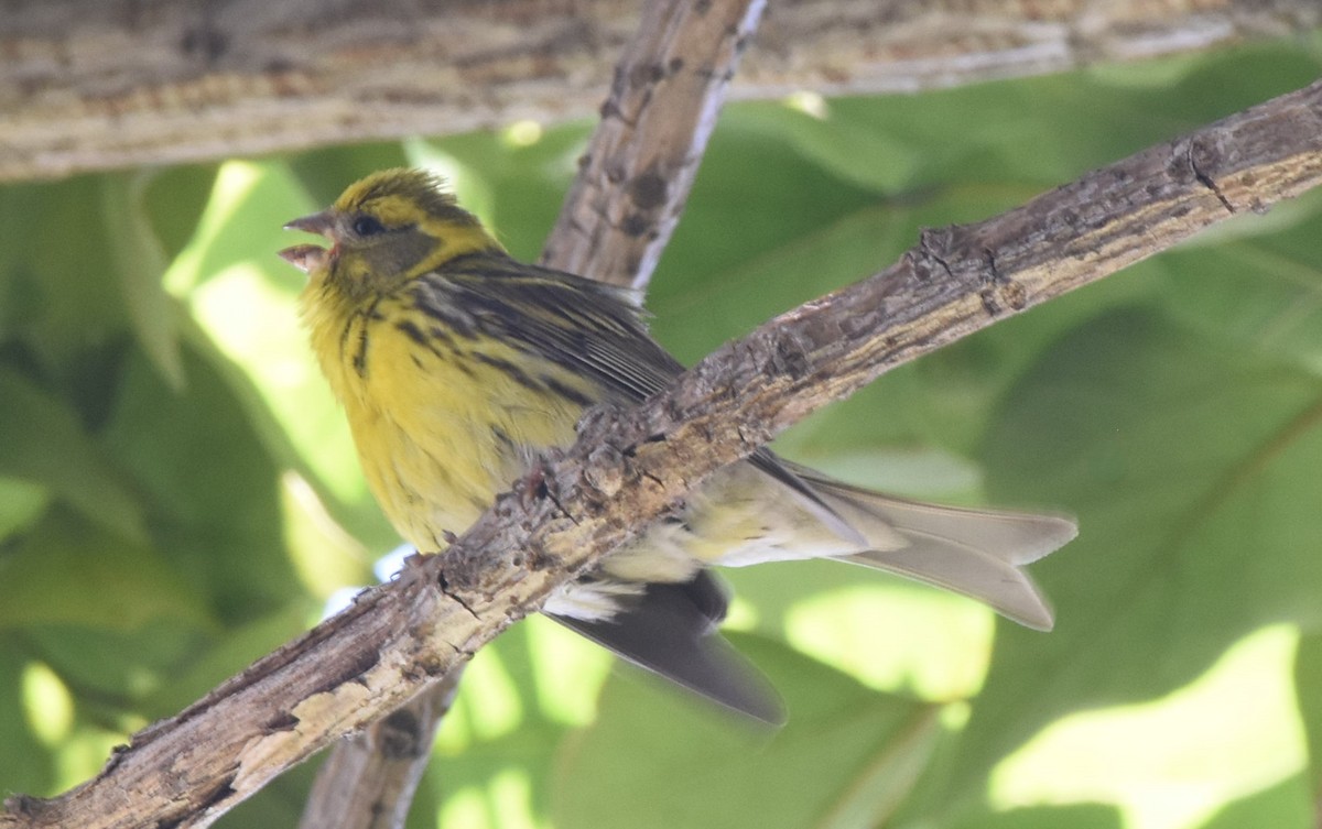 European Serin - ML619811091