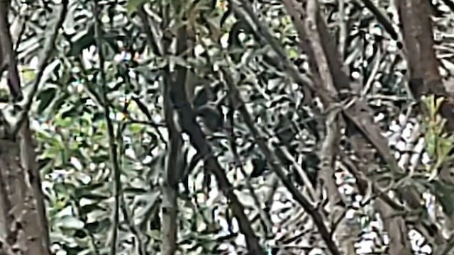Hawaii-Sichelkleidervogel - ML619811096