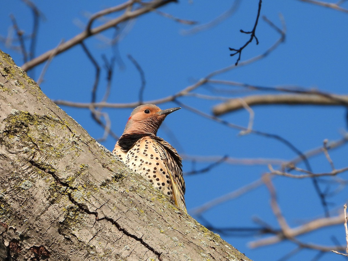 Northern Flicker - Ken Vinciquerra