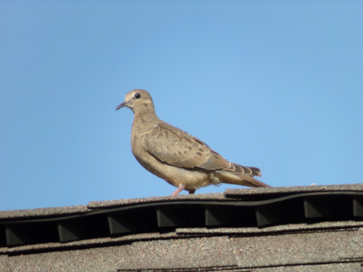 Mourning Dove - ML619811118