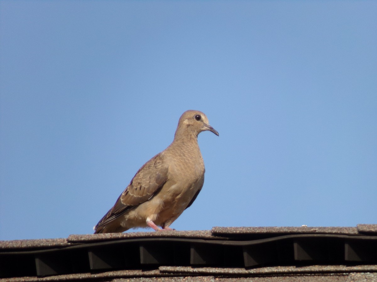 Mourning Dove - ML619811120