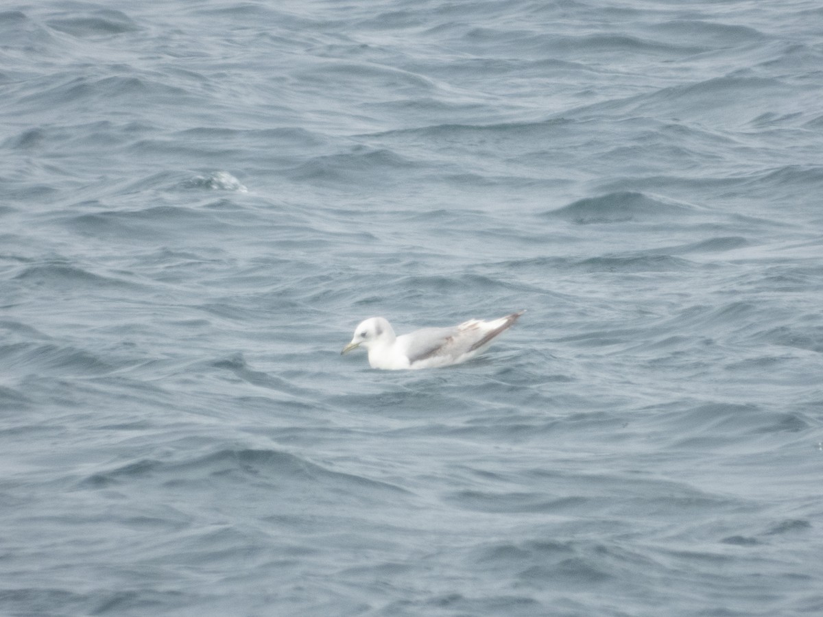 Mouette tridactyle - ML619811123