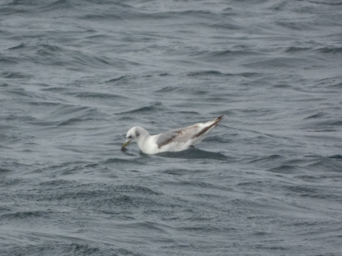 Mouette tridactyle - ML619811126
