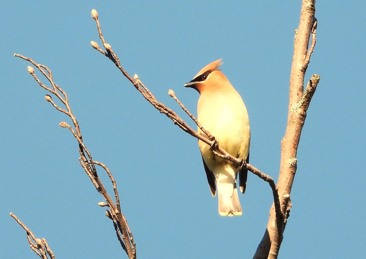 Cedar Waxwing - ML619811135