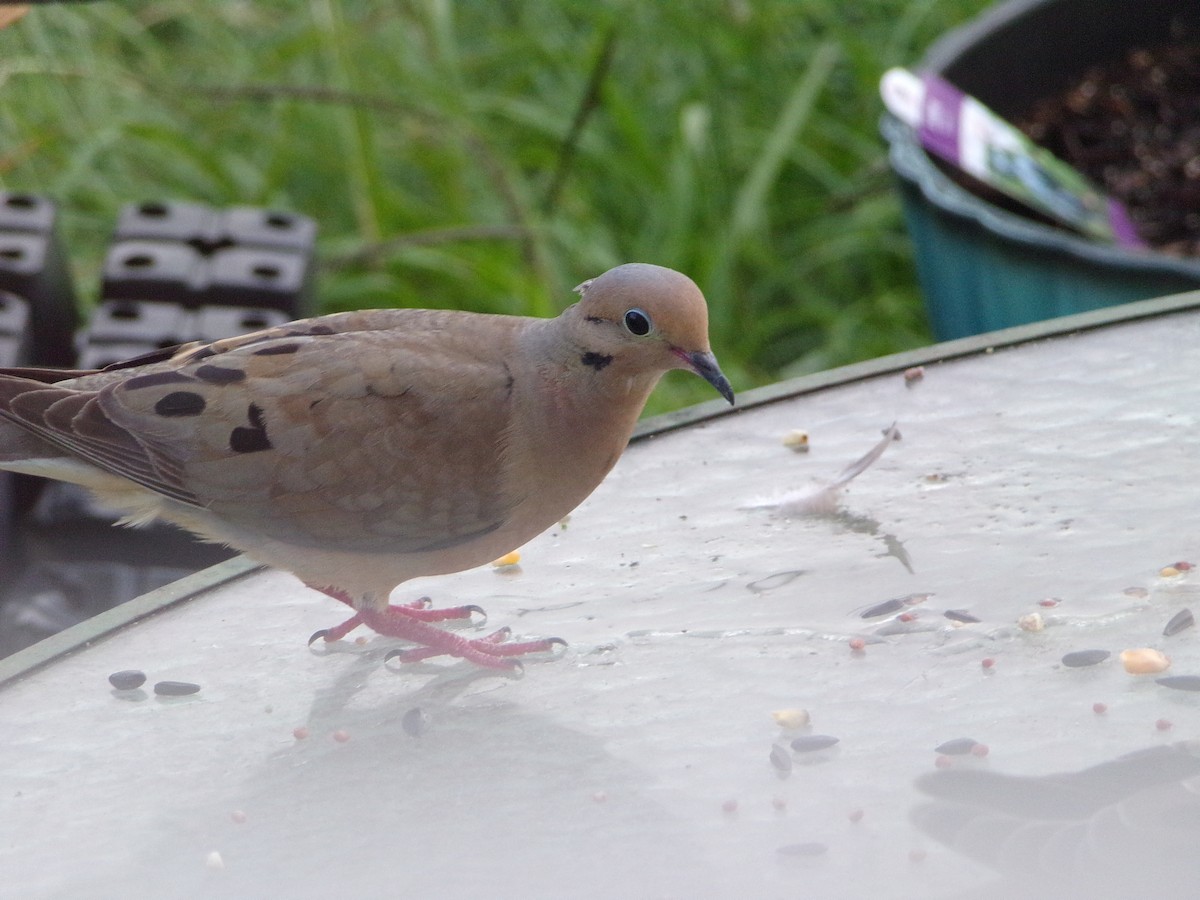 Mourning Dove - ML619811143