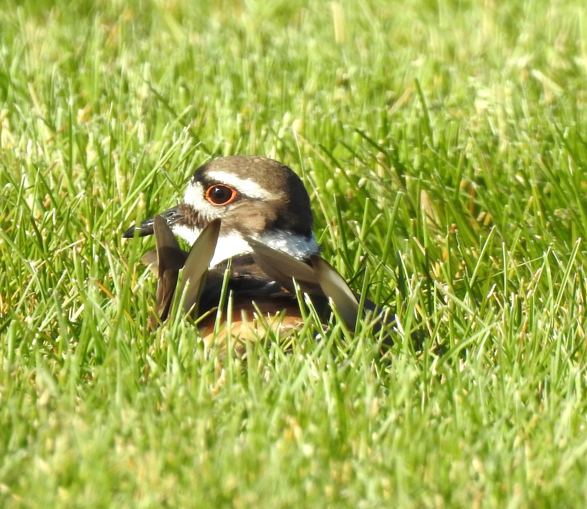 Killdeer - ML619811150