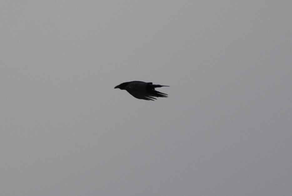 Common Raven - ML619811151