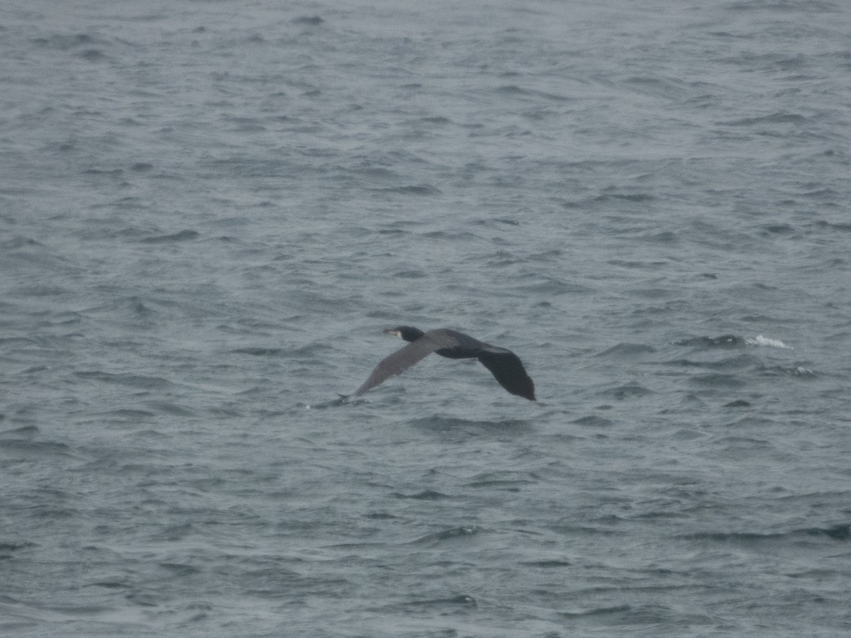 Great Cormorant - ML619811152