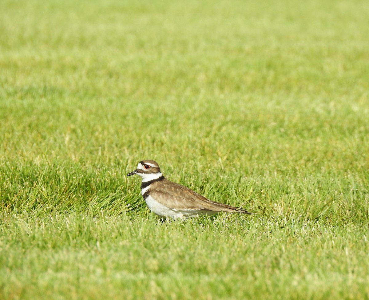 Killdeer - ML619811160