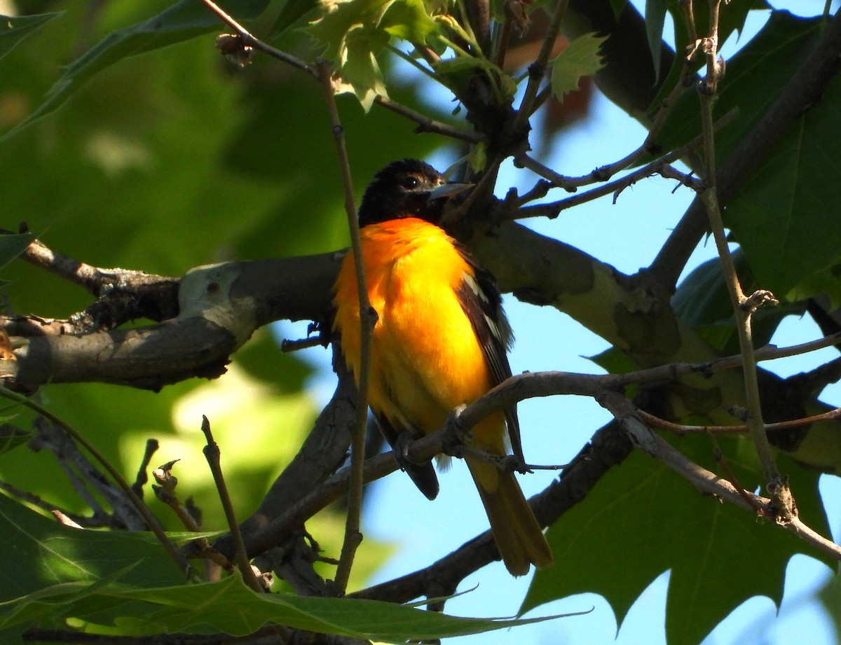 Baltimore Oriole - ML619811162