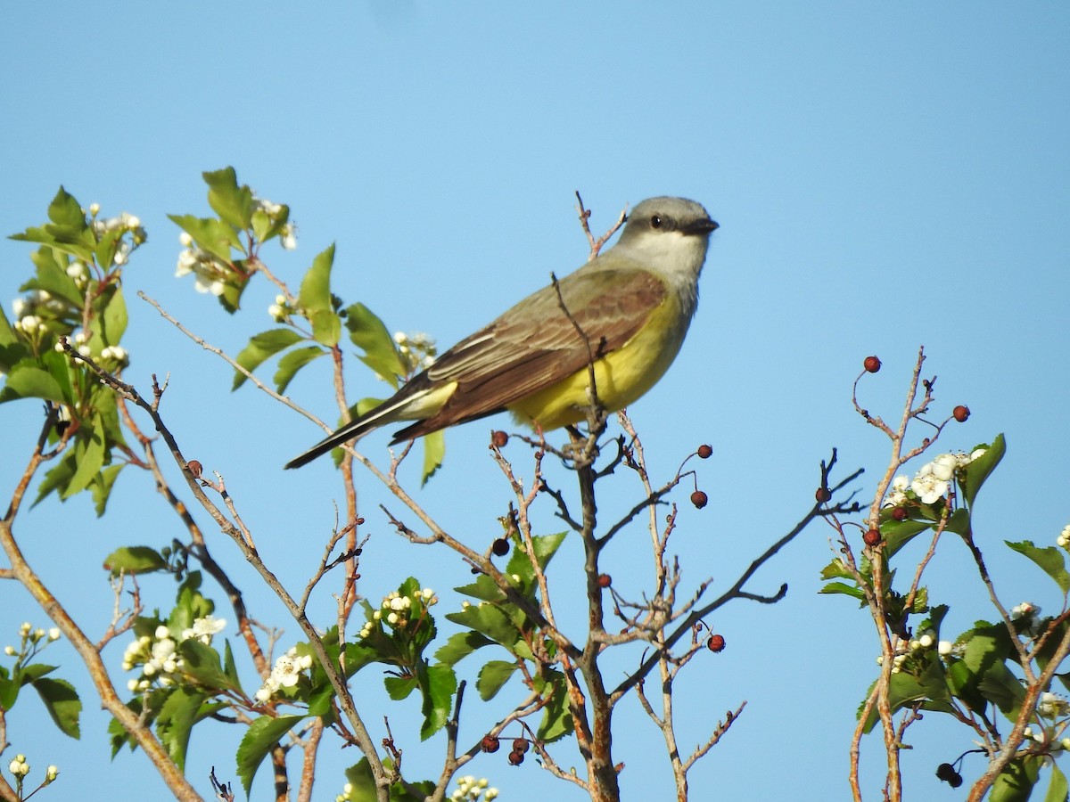 Western Kingbird - ML619811166