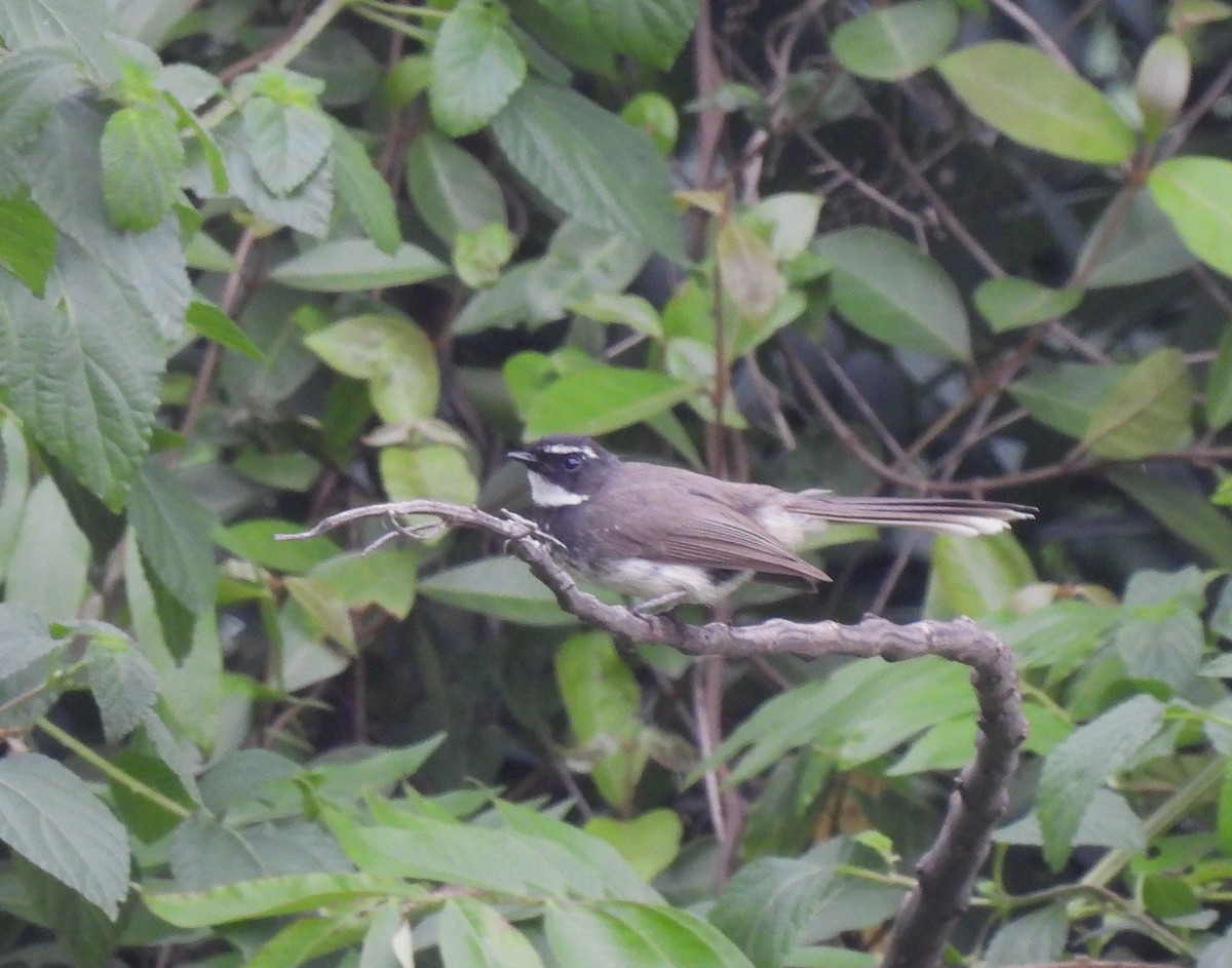 Spot-breasted Fantail - ML619811171