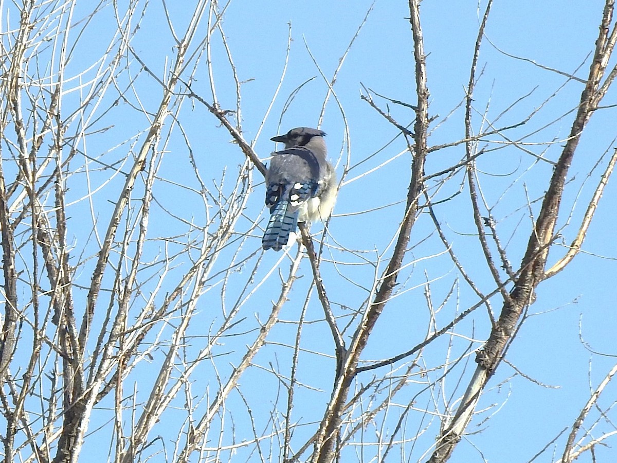 Blue Jay - ML619811177