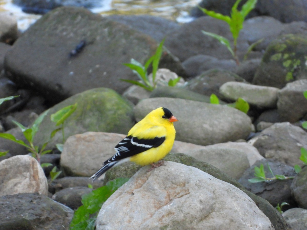 American Goldfinch - ML619811178