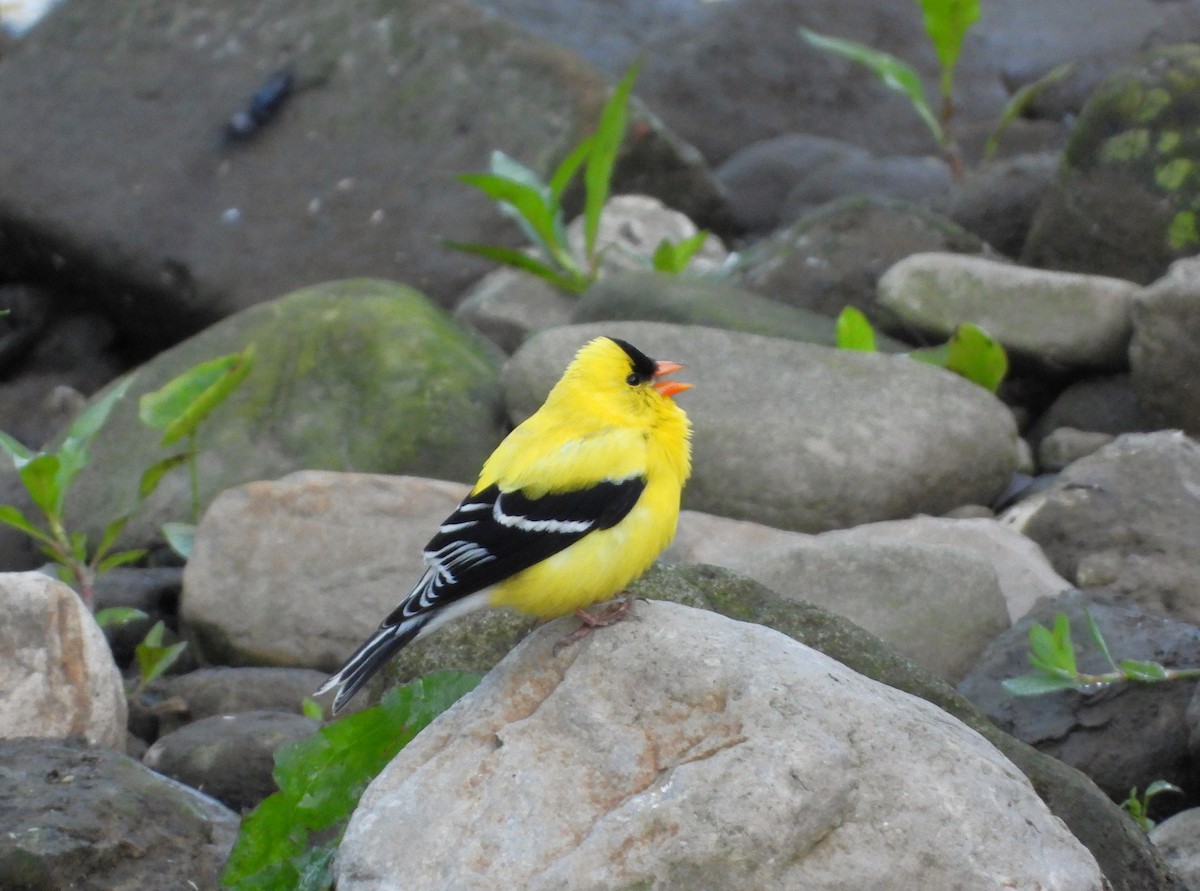 American Goldfinch - ML619811181