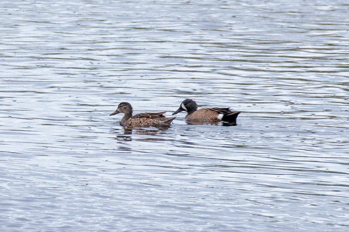 Blue-winged Teal - ML619811182