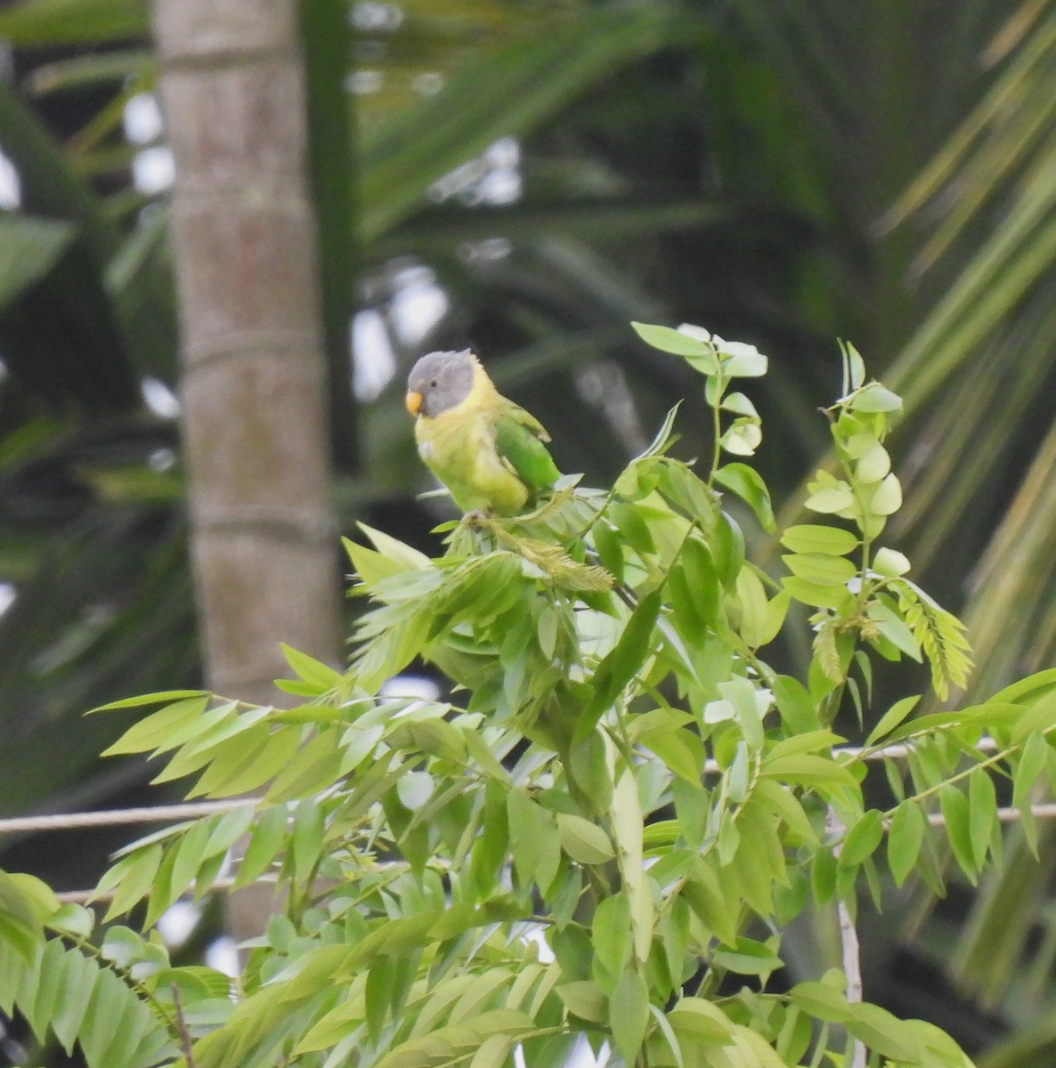 Plum-headed Parakeet - ML619811183