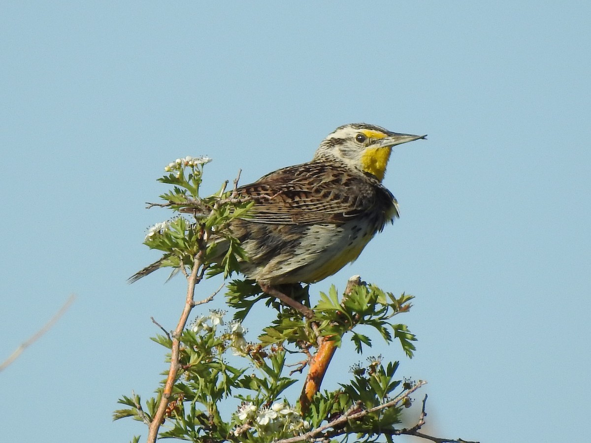 Western Meadowlark - ML619811186