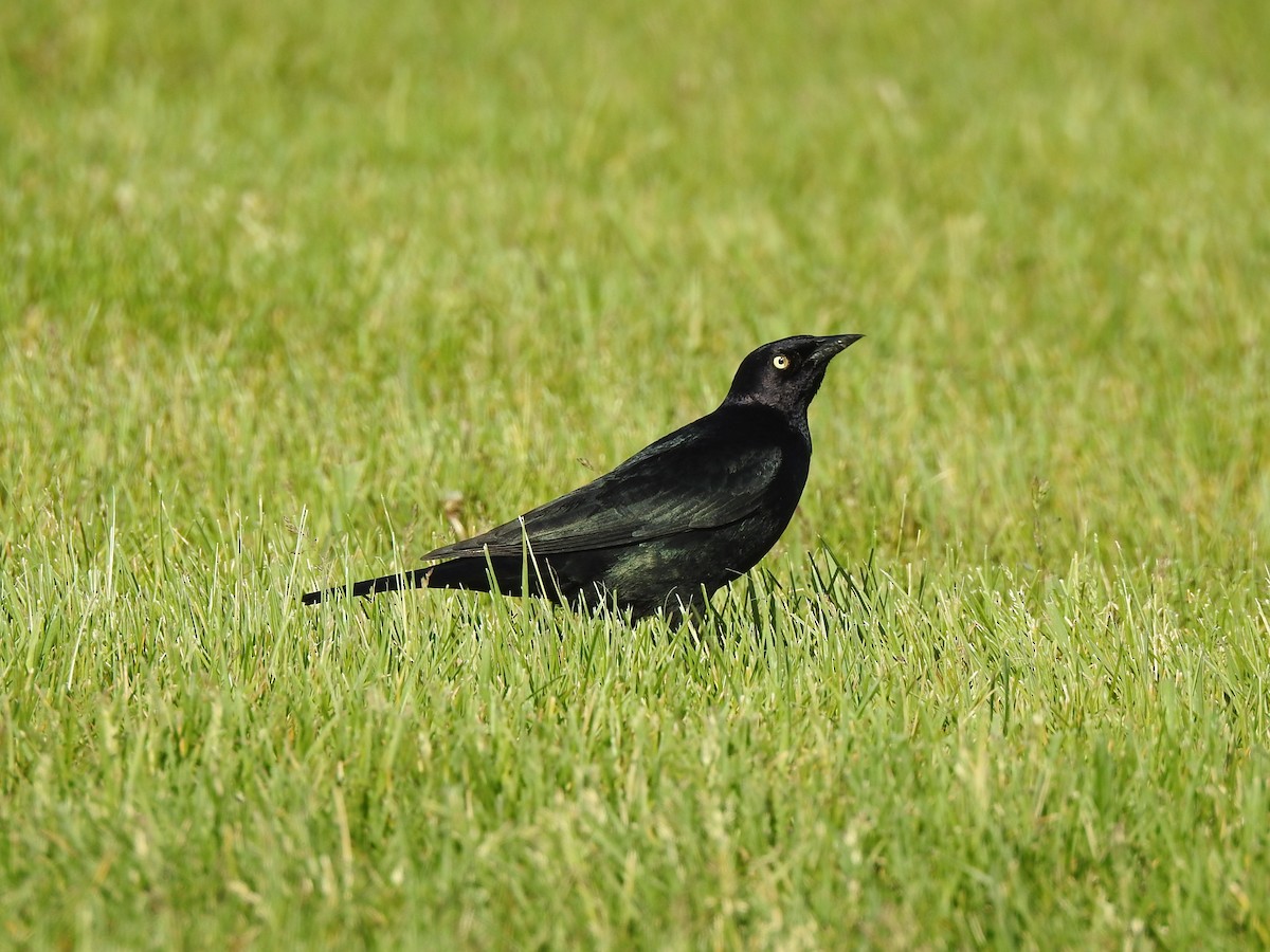 Brewer's Blackbird - ML619811191