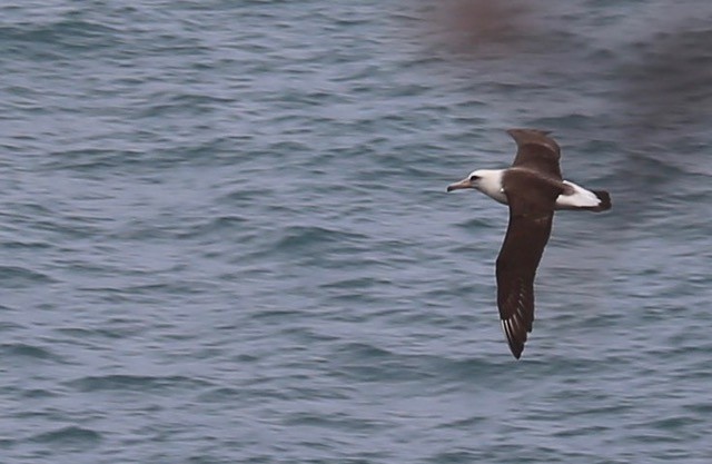 albatros laysanský - ML619811203