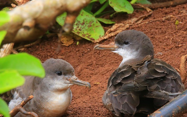 Wedge-tailed Shearwater - ML619811211