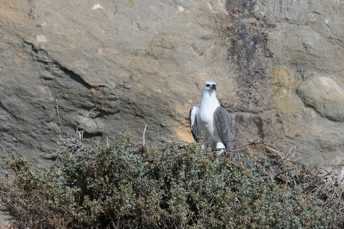 White-bellied Sea-Eagle - ML619811232