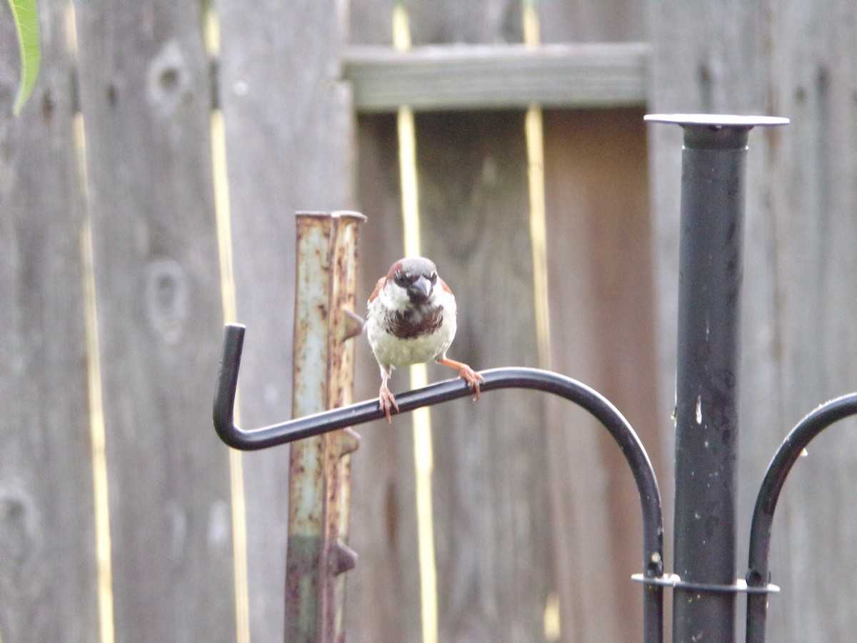 House Sparrow - ML619811240