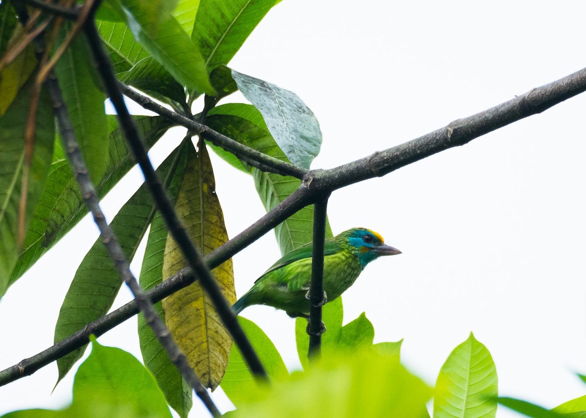 Yellow-fronted Barbet - ML619811243