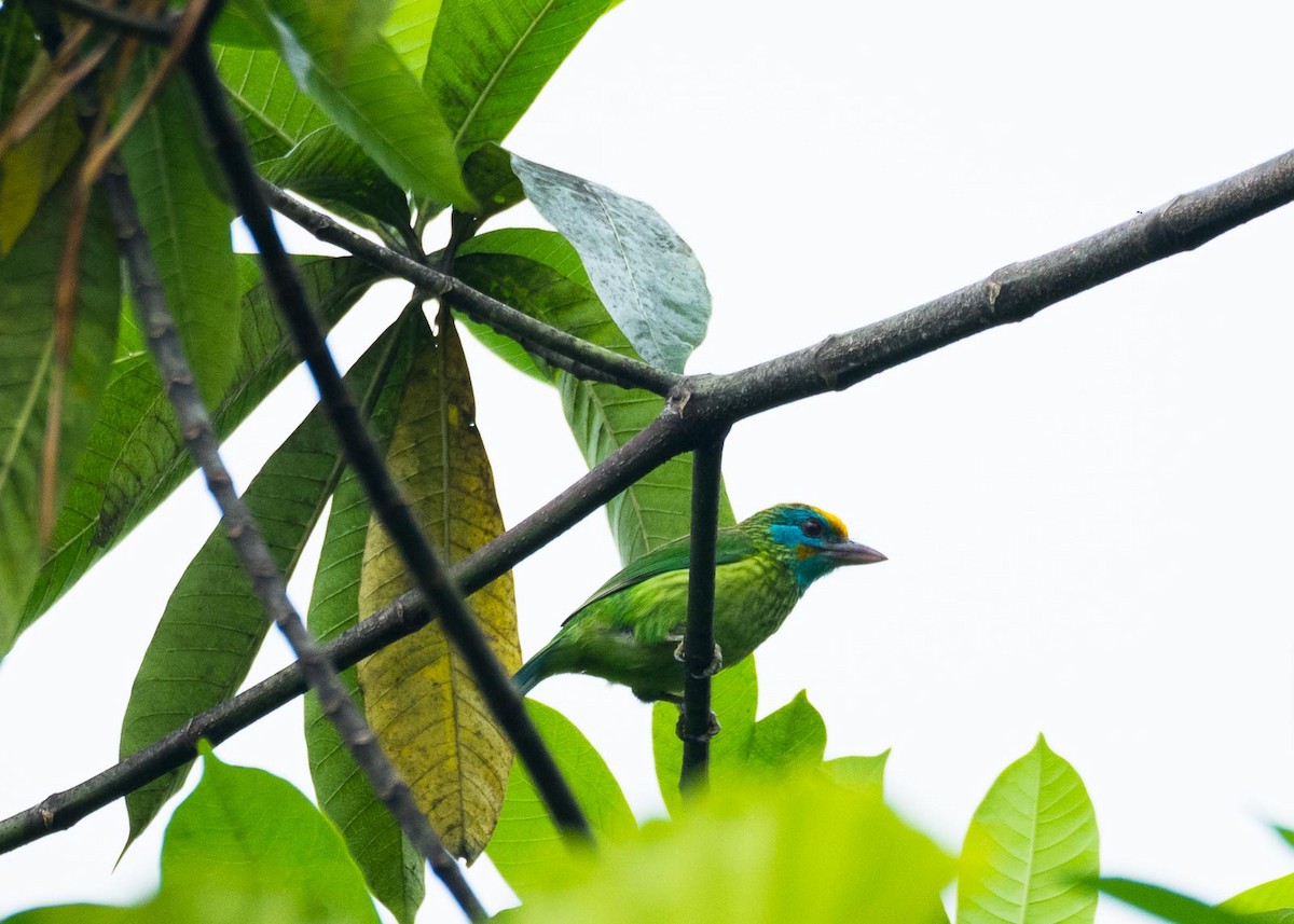 Sarı Alınlı Barbet - ML619811243