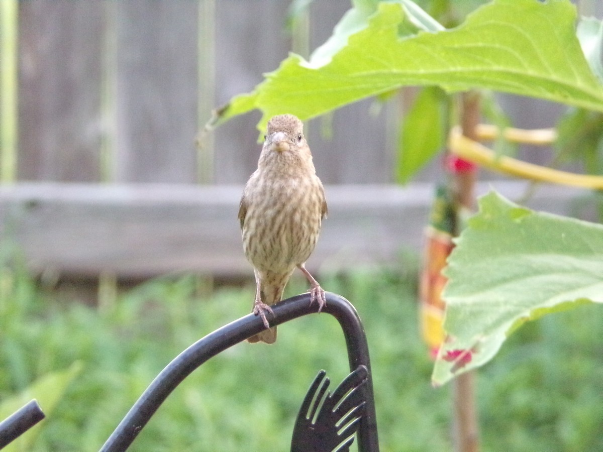 House Finch - ML619811250