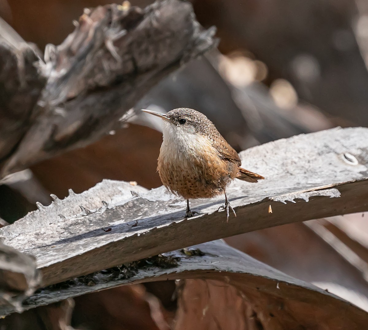 Canyon Wren - ML619811283