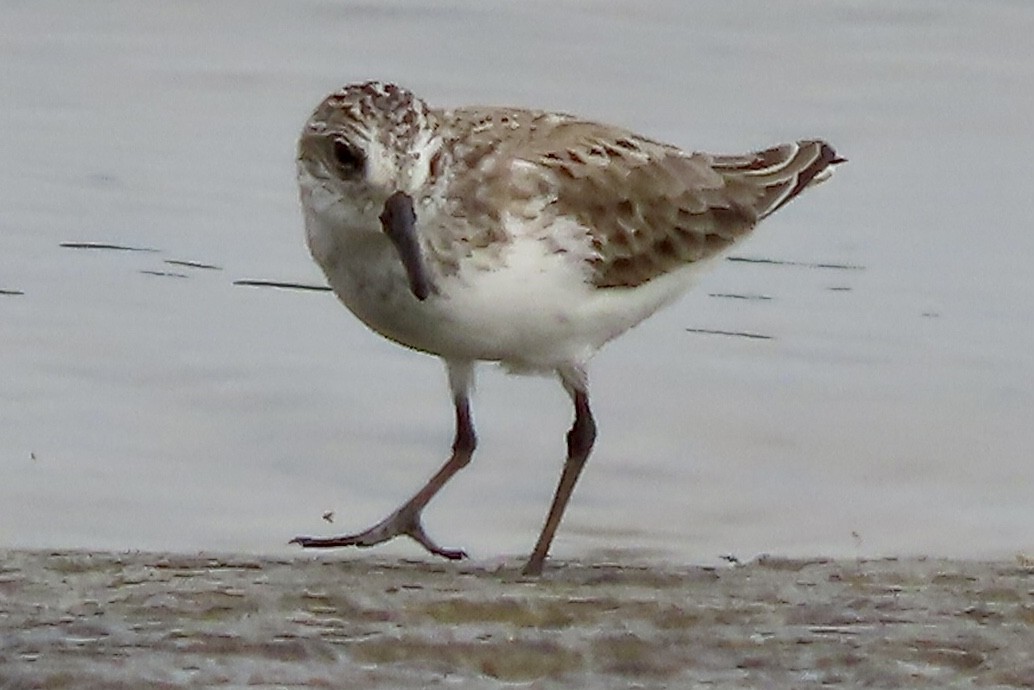 Semipalmated Sandpiper - ML619811298