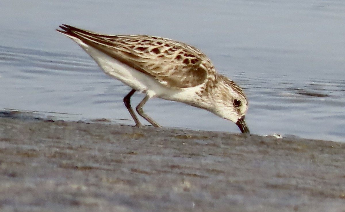 Semipalmated Sandpiper - ML619811299