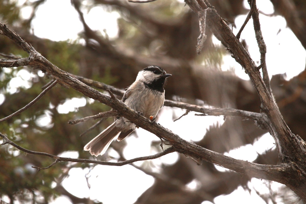 Mountain Chickadee - ML619811306