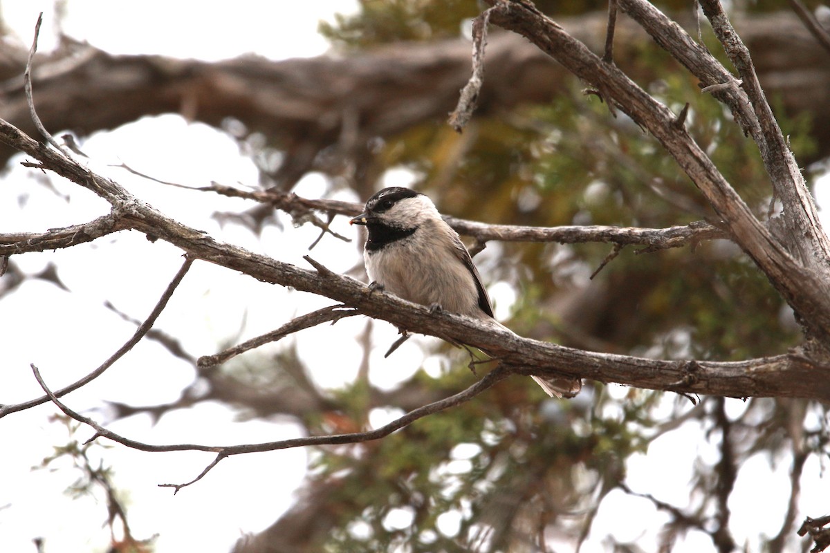 Mountain Chickadee - ML619811307