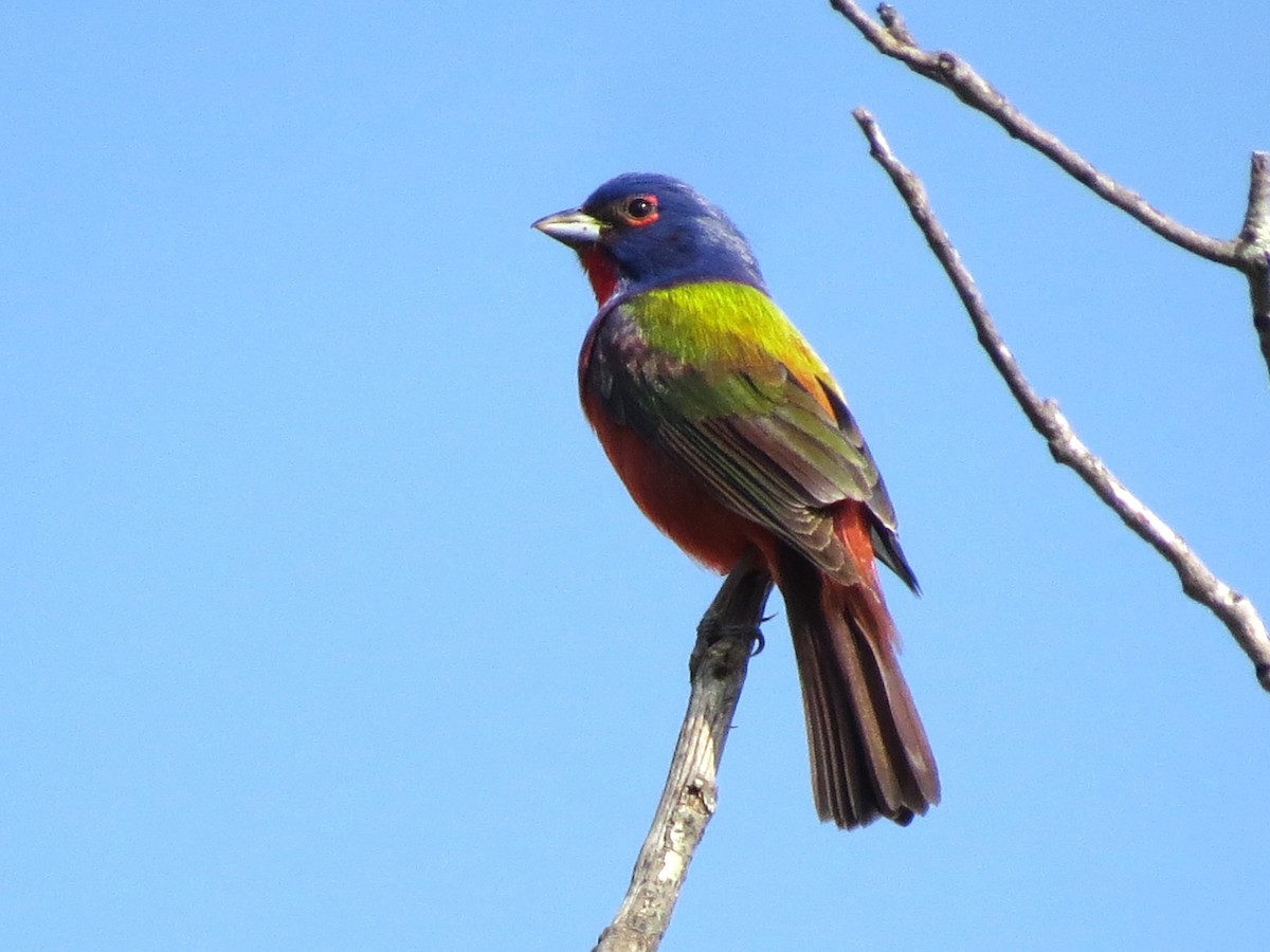 Painted Bunting - ML619811309