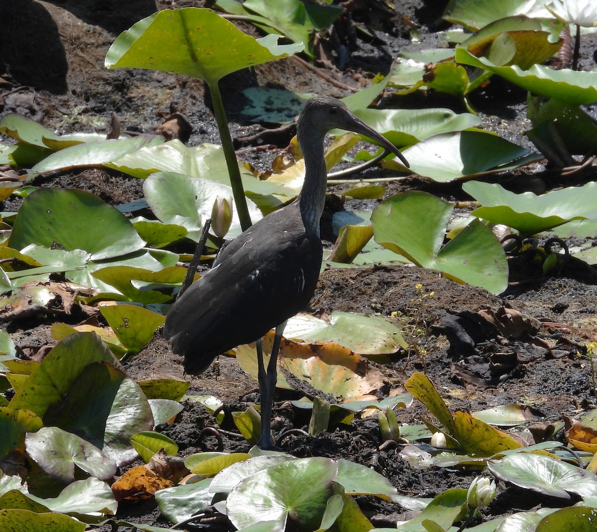 White Ibis - ML619811310