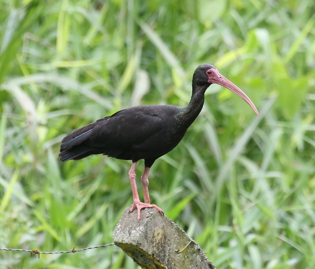 Ibis à face nue - ML619811318