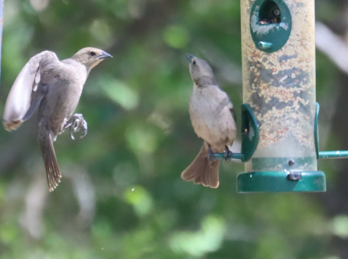 Brown-headed Cowbird - ML619811319