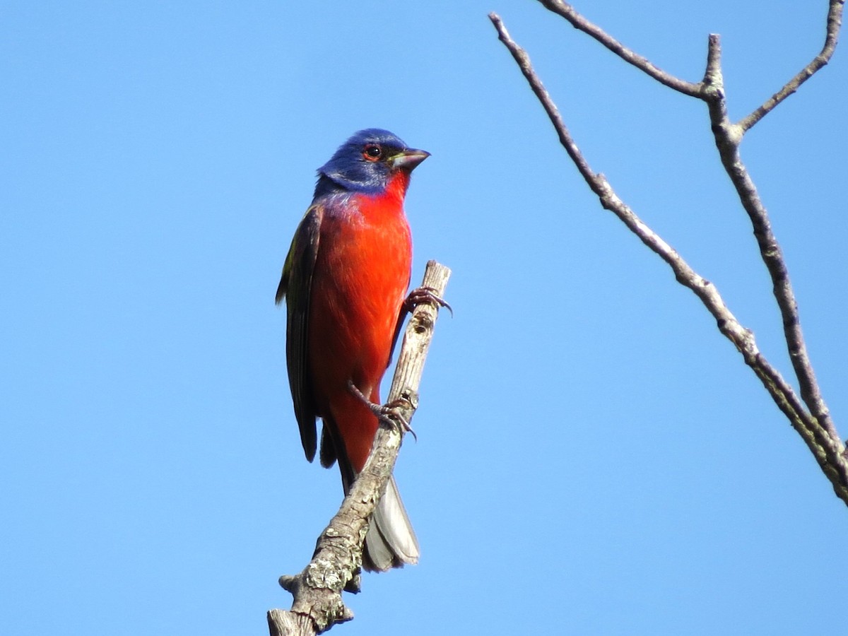Painted Bunting - ML619811320