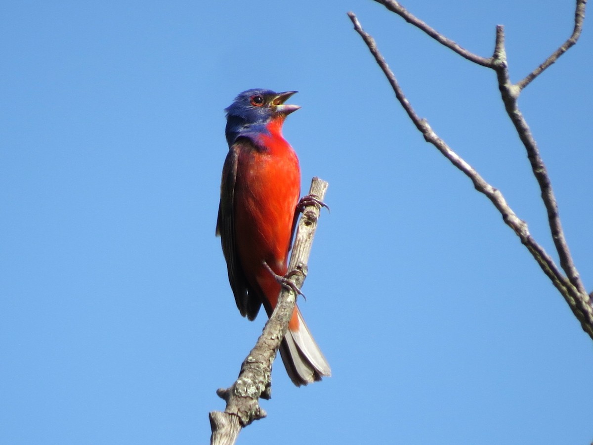 Painted Bunting - ML619811324