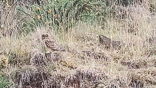Short-eared Owl (Hawaiian) - ML619811325